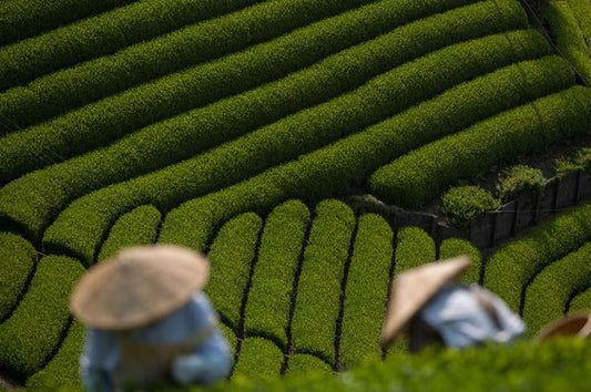 El futuro del té matcha en las bebidas funcionales